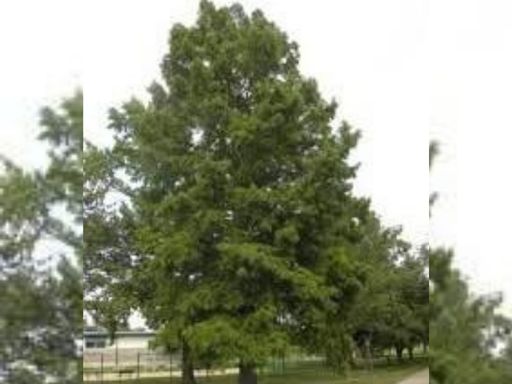bald-cypress-tree-in-pensacola