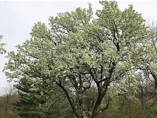 bradford-pear-tree-in-pensacola