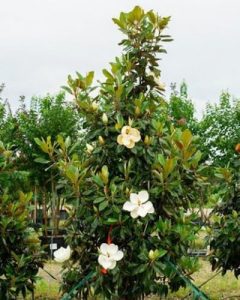 magnolia-little-gem-in-pensacola