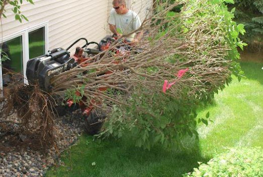 removing-unwanted-shrubs