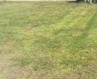 stressed-sod-lawn-in-pensacola