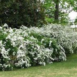 azalea-gerbing-shrub-in-pensacola