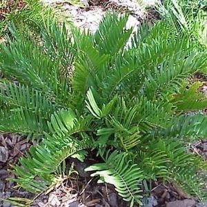 coontie-palms-and-grass-in-pensacola