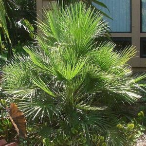 european-fan-palms-and-grass-in-pensacola