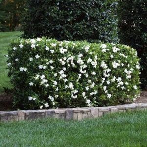 gardenia-frost-shrub-in-pensacola