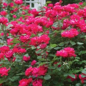 knock-out-roses-perennial-in-pensacola
