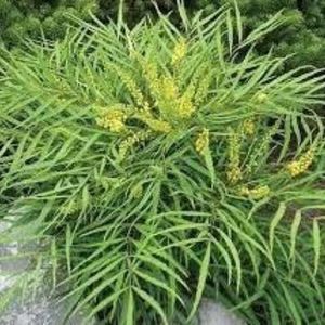 mahonia-palms-and-grass-in-pensacola