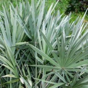 silver-palmetto-saw-palms-and-grass-in-pensacola